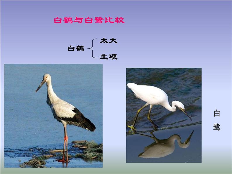 部编版五年级语文上册--1.白鹭-课件第8页