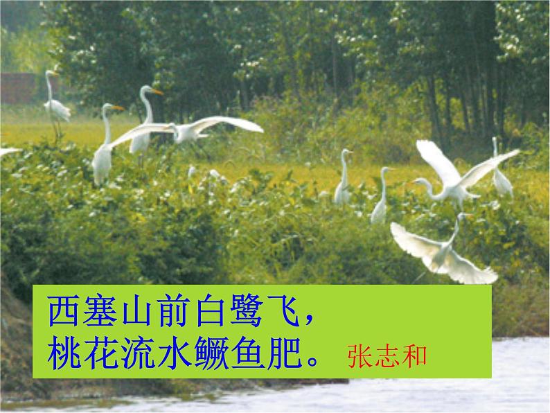 部编版五年级语文上册--1.白鹭-课件203