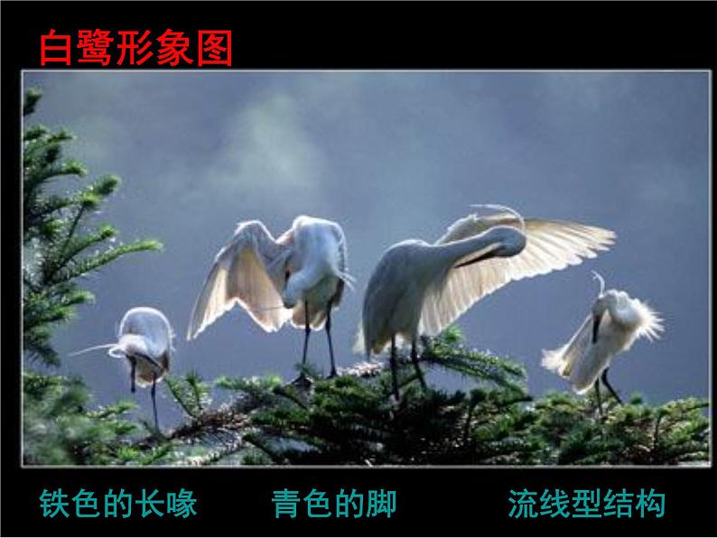 部编版五年级语文上册--1.白鹭-课件208