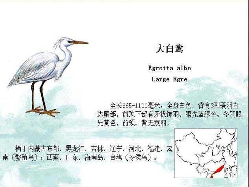 部编版五年级语文上册--1.白鹭-课件3第3页