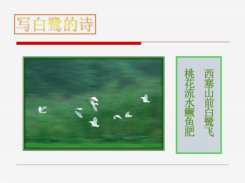 部编版五年级语文上册--1.白鹭-课件3第4页