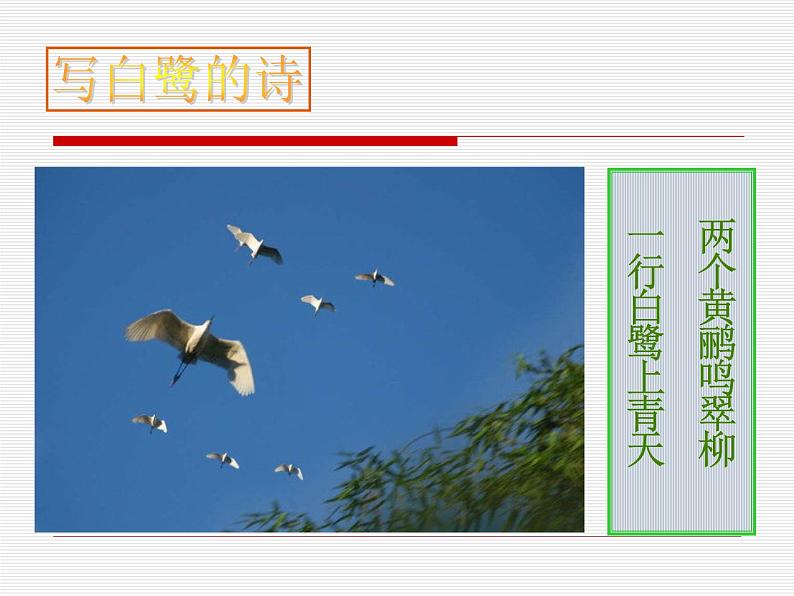 部编版五年级语文上册--1.白鹭-课件3第5页