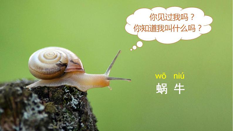 课文14《小蜗牛》课件PPT+生字课件+教案+练习+音视频素材04