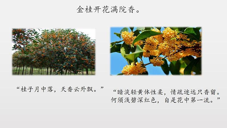 小学语文 部编版 二年级 14《树之歌》(第二课时) 课件第7页