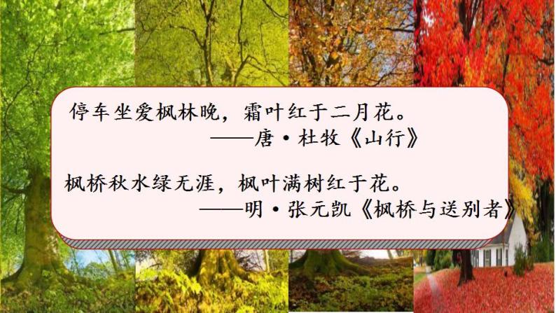 小学语文 部编版 二年级《枫树上的喜鹊》第二课时 微课 课件07