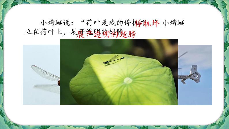部编版语文一年级下册13荷叶圆圆(课件)第3页