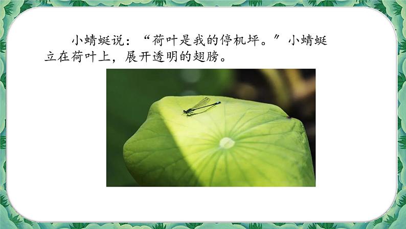部编版语文一年级下册13荷叶圆圆(课件)第6页