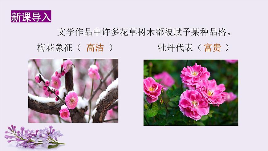 （教學(xué)課件）2.丁香結(jié)第1頁