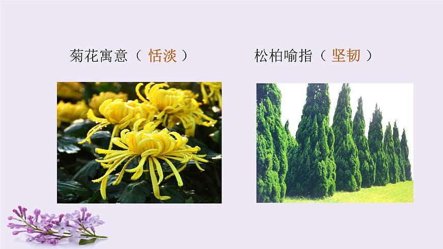 （教學(xué)課件）2.丁香結(jié)第2頁