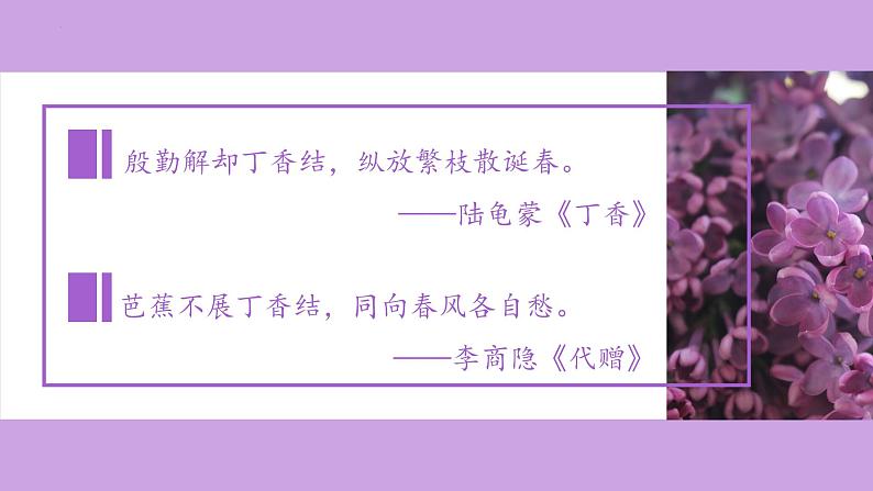 【同步备课】2.丁香结(课件)六年级语文上册部编版第8页