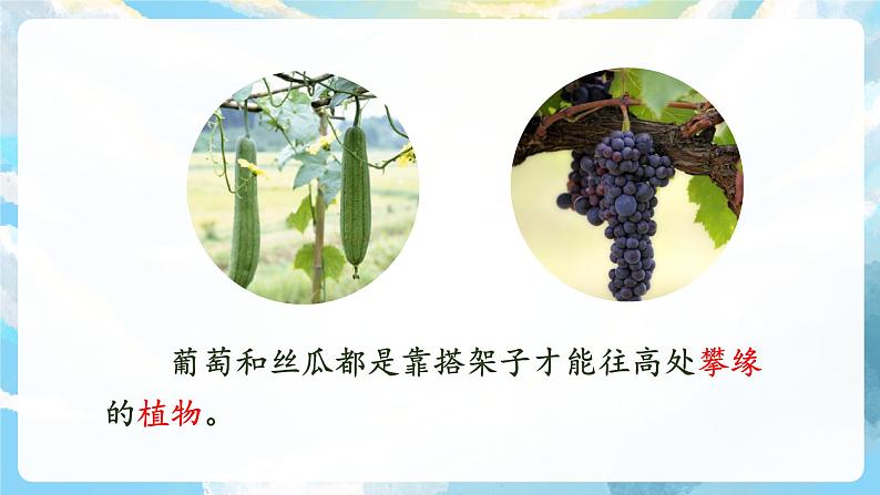 10《爬山虎的脚》课件+教案+导学案+素材05