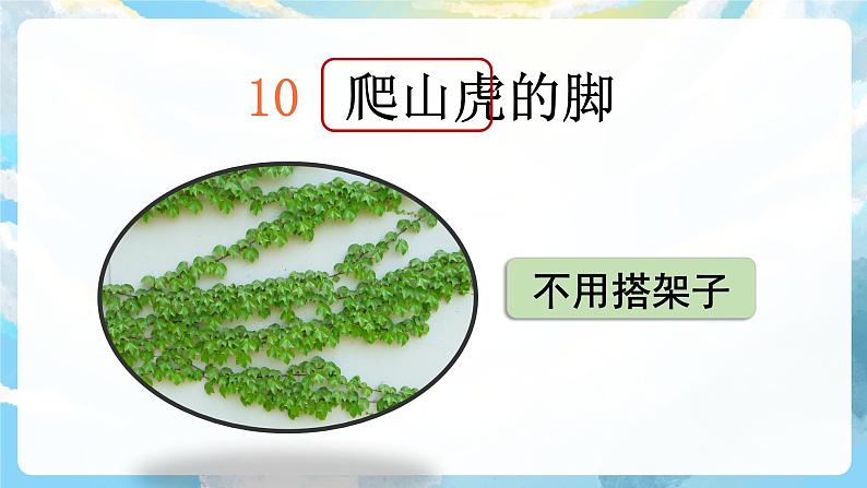 10《爬山虎的脚》课件+教案+导学案+素材06