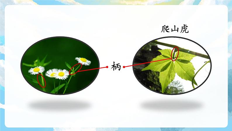 10《爬山虎的脚》课件+教案+导学案+素材08