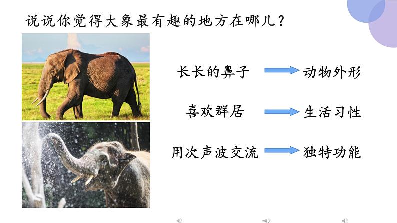 口语交际:《有趣的动物》(课件)部编版语文二年级上册06