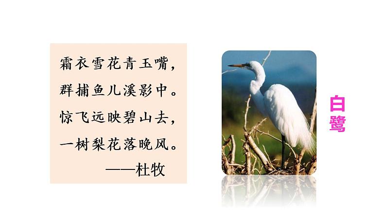 1 白鹭 课件 2022-2023学年部编版语文五年级上册第2页