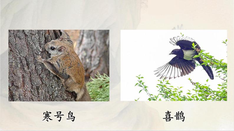 二年级上册语文 13.《寒号鸟》(第二课时)课件01