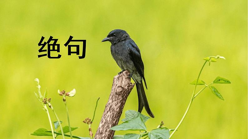 人教部编版语文三下:第1课《古诗三首-绝句》课件第4页