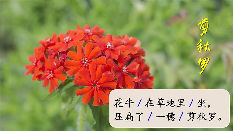 部编版语文 四年级上册《现代诗二首 花牛歌》 课件05