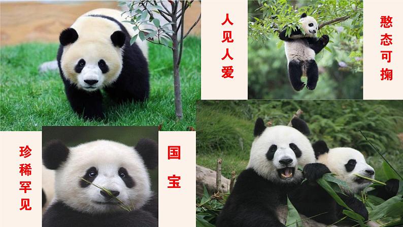 语文三年级下册第七单元习作《国宝大熊猫》课件03