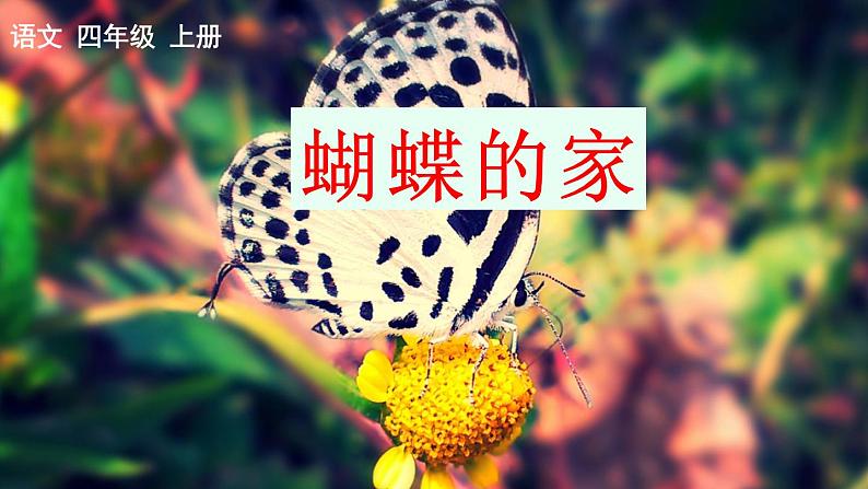 部编版语文 四年级上册《蝴蝶的家》 课件第2页