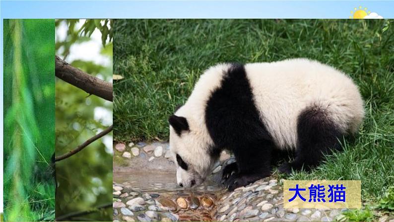 人教统编版三年级语文下册《习作:国宝大熊猫 第1课时》教学课件PPT小学公开课第3页