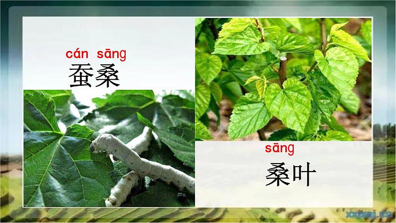 二年级上册语文部编版教案课文识字4.田家四季歌 课件第5页