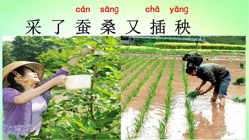 二年级上册语文部编版教案课文识字4.田家四季歌 课件第6页