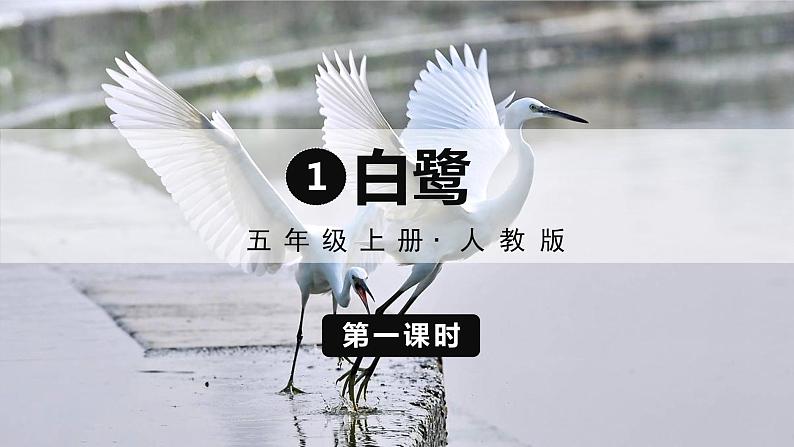 (人教版)语文五年级上册 1-白鹭 PPT课件01