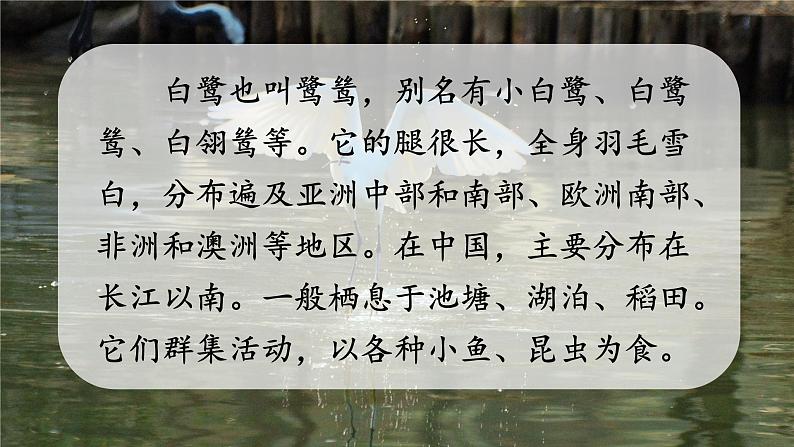 (人教版)语文五年级上册 1-白鹭 PPT课件07