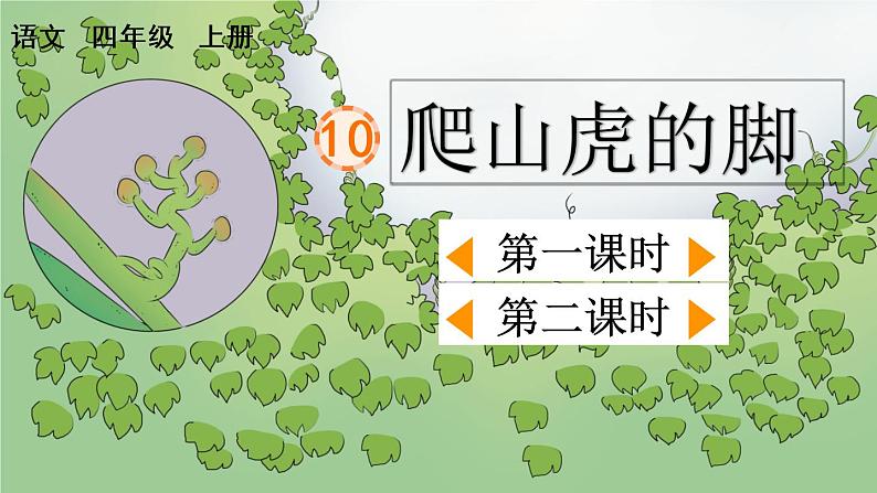 10 爬山虎的脚课件01