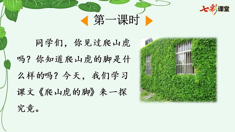 10 爬山虎的脚课件03