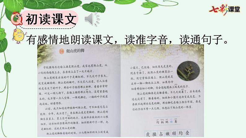 10 爬山虎的脚课件07