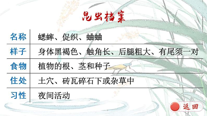 11 蟋蟀的住宅(课件)第4页
