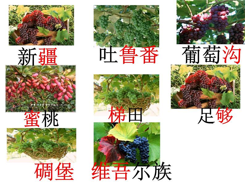二年级上册语文人教部编版 11.葡萄沟 课件第4页