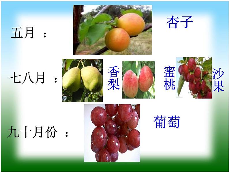 二年级上册语文人教部编版 11.葡萄沟 课件第8页