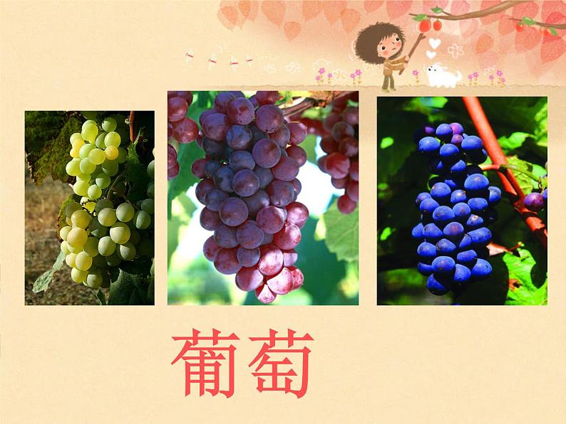 二年级上册语文人教部编版 11.葡萄沟 课件第3页