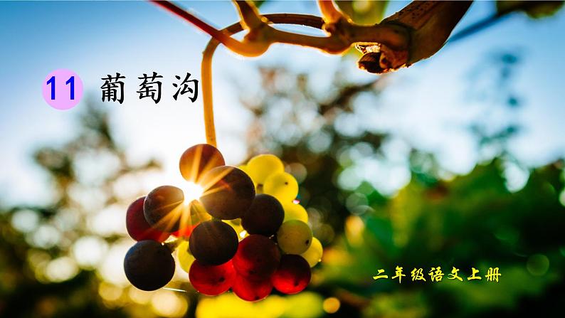 二年级上册语文人教部编版 11.葡萄沟 课件01