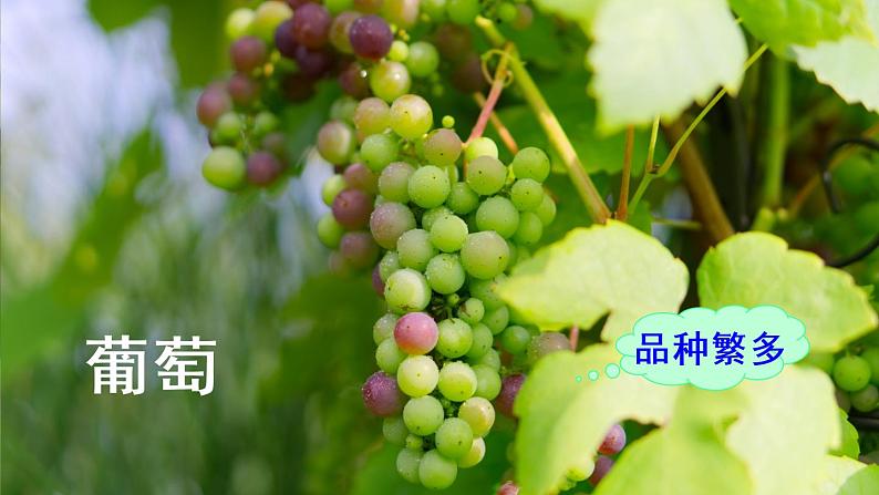 二年级上册语文人教部编版 11.葡萄沟 课件06
