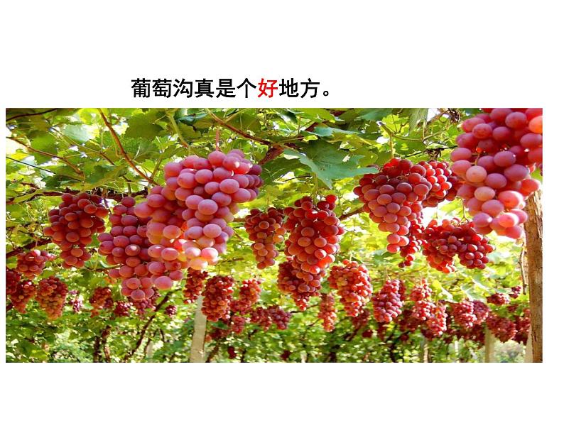 二年级上册语文人教部编版 11.葡萄沟 课件第5页