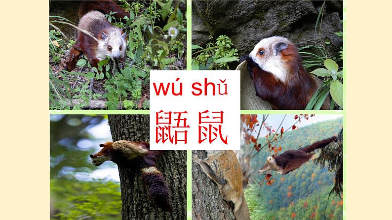 二年级上册语文人教部编版13.寒号鸟 课件第6页