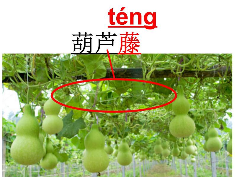 二年级上册语文人教部编版14.我要的是葫芦 课件第6页
