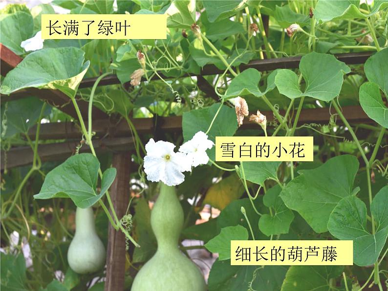 二年级上册语文人教部编版14.我要的是葫芦 课件第5页