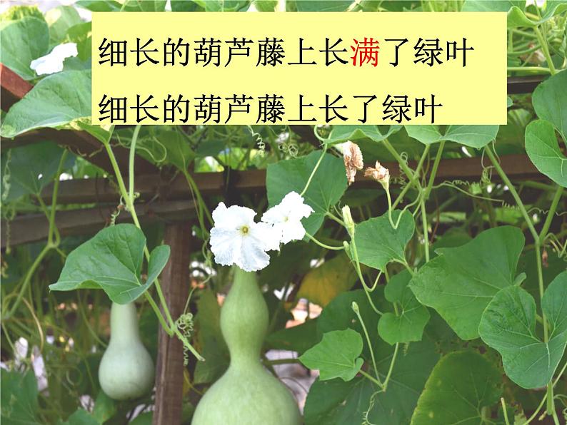 二年级上册语文人教部编版14.我要的是葫芦 课件第6页