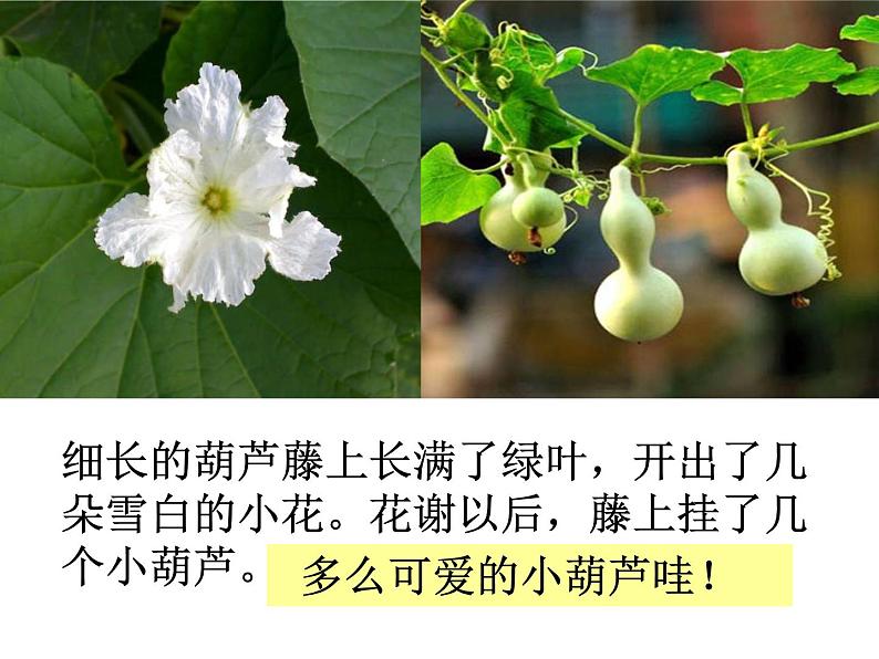 二年级上册语文人教部编版14.我要的是葫芦 课件第7页