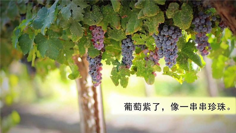 小学语文一年级上册(教学课件)课文1 秋天第3页