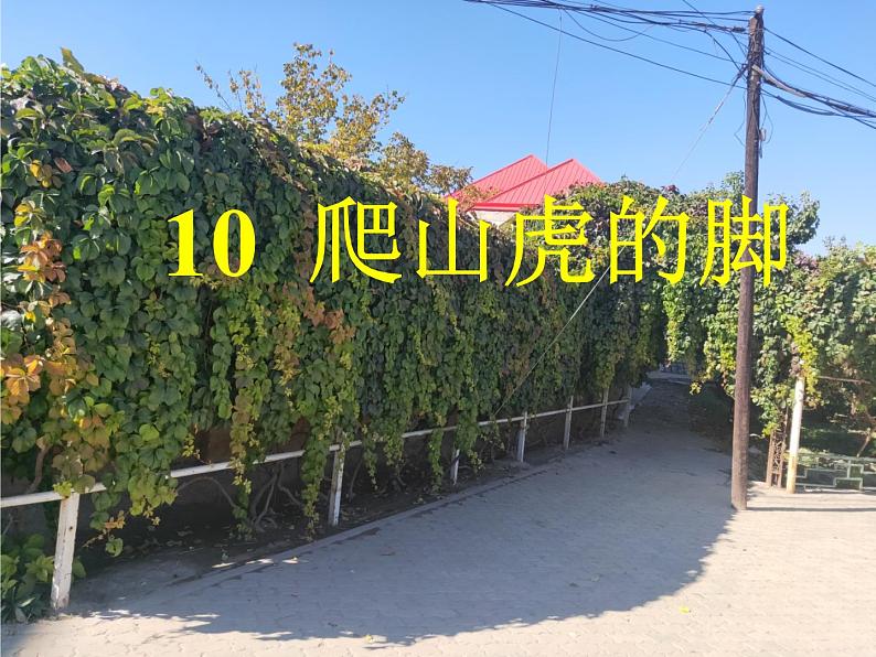 四年级上册语文人教部编版 10.爬山虎的脚 课件01