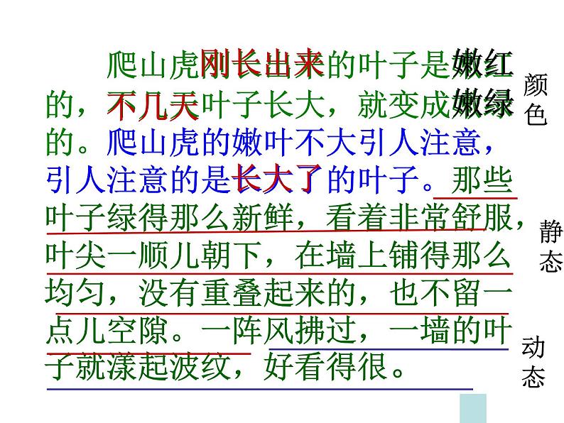 四年级上册语文人教部编版 10.爬山虎的脚 课件06