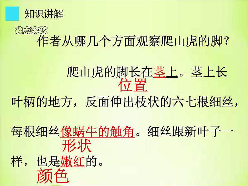四年级上册语文人教部编版 10.爬山虎的脚 课件05
