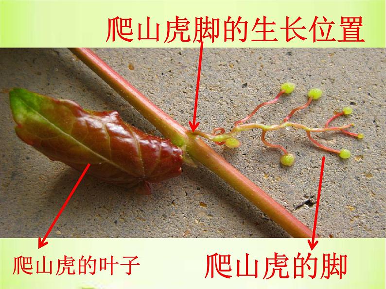 四年级上册语文人教部编版 10.爬山虎的脚 课件06