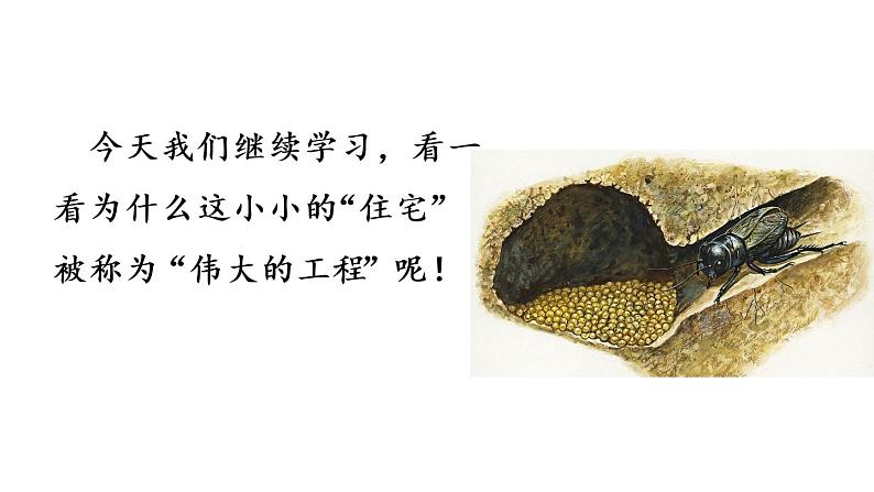 四年级上册语文人教部编版 11.蟋蟀的住宅 课件03